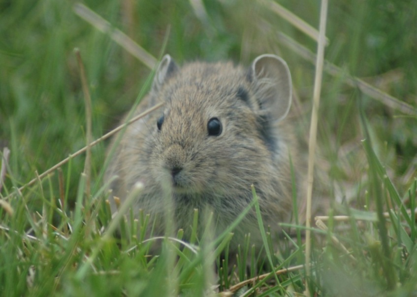 1656492815738762.png 根田鼠.png