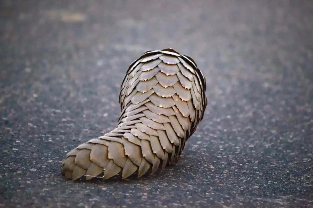 1665206364438165.jpg 穿山甲.jpg