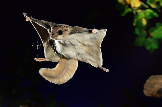 1679540856530001.png 鼯鼠.png