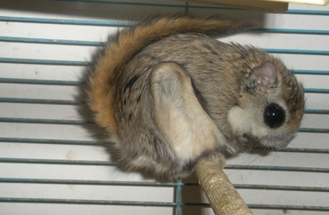 1679540888672930.png 鼯鼠1.png