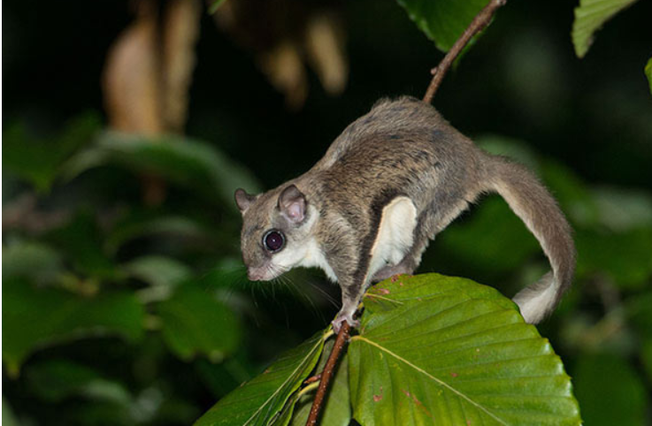 1679540911995915.png 鼯鼠2.png