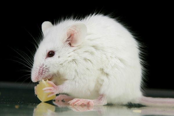 1687843234767082.jpg ibxalf00086099.jpg